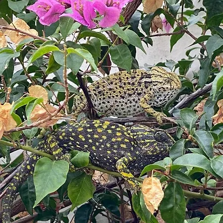 La Casa Del Burro לינה וארוחת בוקר