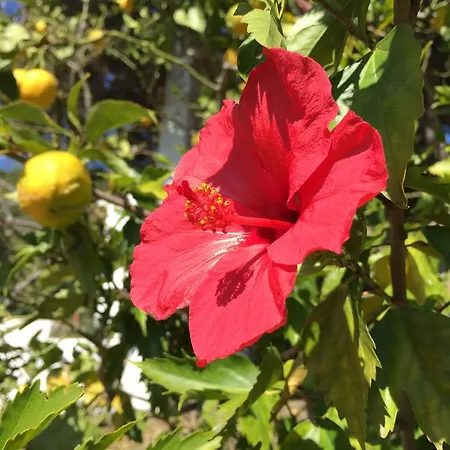 La Casa Del Burro לינה וארוחת בוקר נרחה