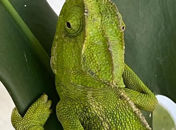 Couette-café La Casa Del Burro