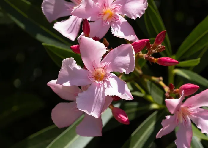 Bed and breakfast La Casa Del Burro