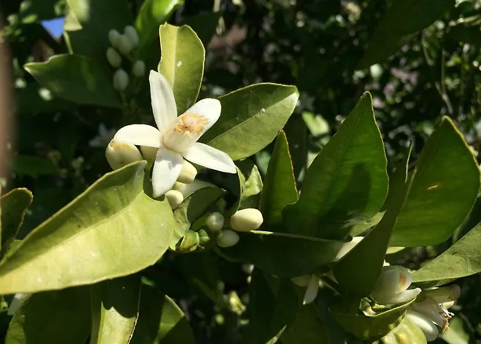Bed & Breakfast La Casa Del Burro Nerja