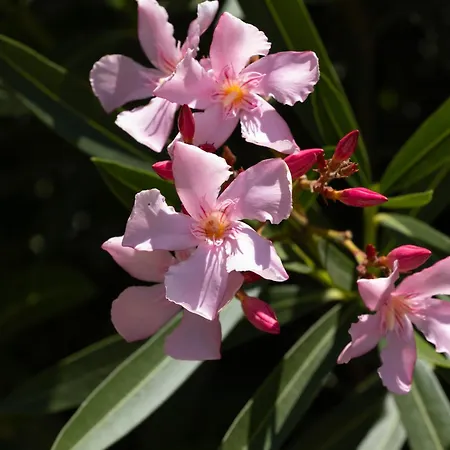 Bed & Breakfast La Casa Del Burro