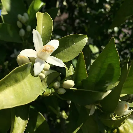 Bed & Breakfast La Casa Del Burro Nerja