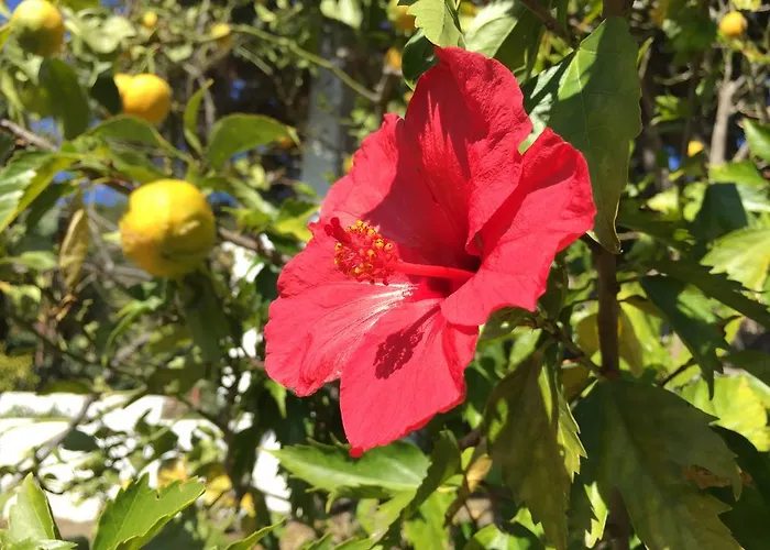La Casa Del Burro Bed & Breakfast Nerja